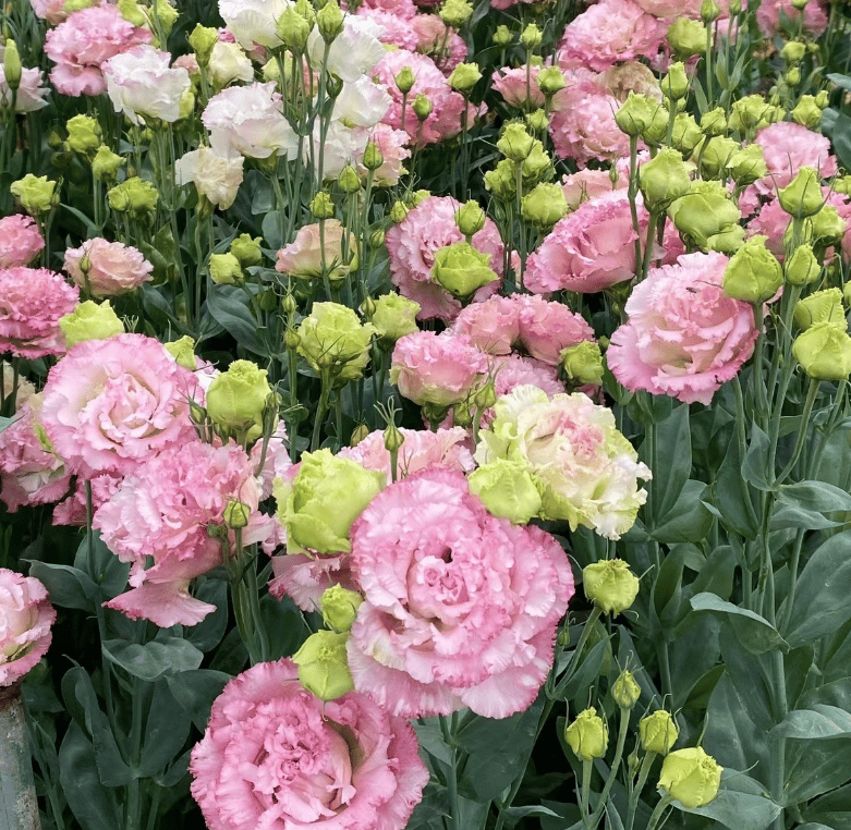 Hardy Perennial Lisianthus Seeds RHS Certified for British Garden Beds Beginner Friendly