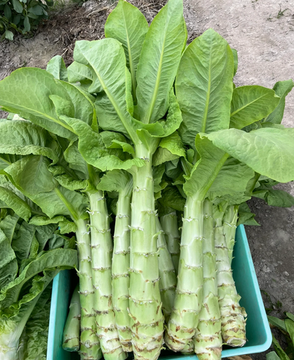 Lettuce Seeds Family Gourmet