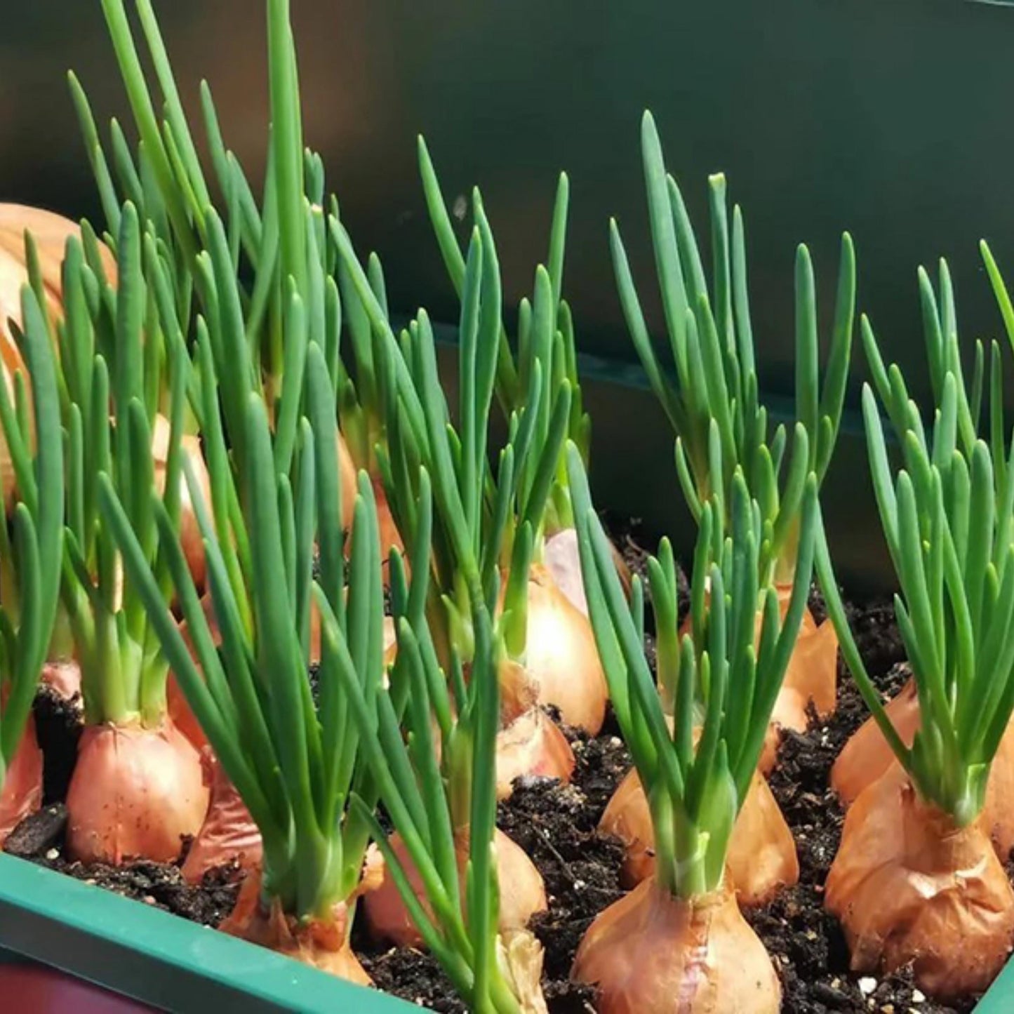 Yellow Sweet Spanish Utah Onion