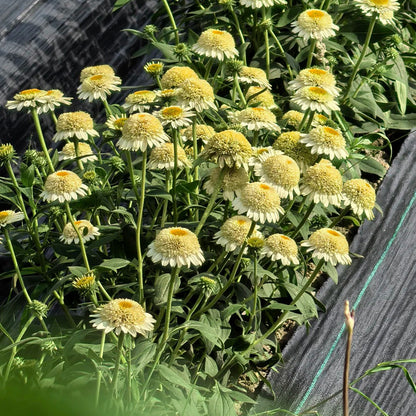 Coneflower Seeds (Echinacea)