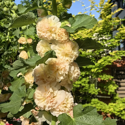 🌈Rare Rainbow Hollyhock — The Most Magical Flower of 2026