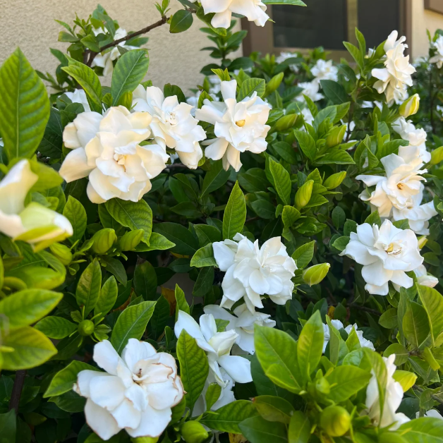 Large Gardenia Seeds