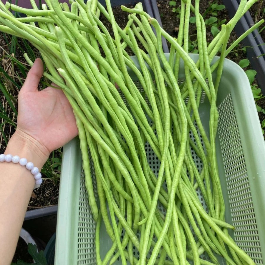 Long cowpea: A high-yielding vegetable in a short time