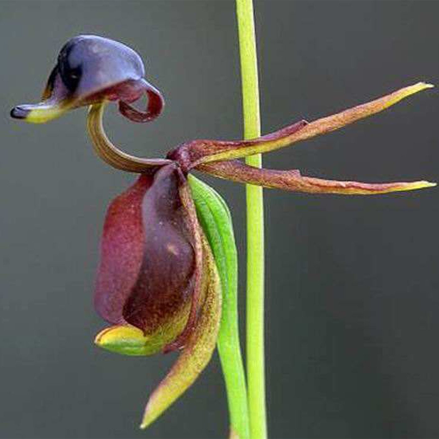 Flying Duck Orchid-Rare flower seed