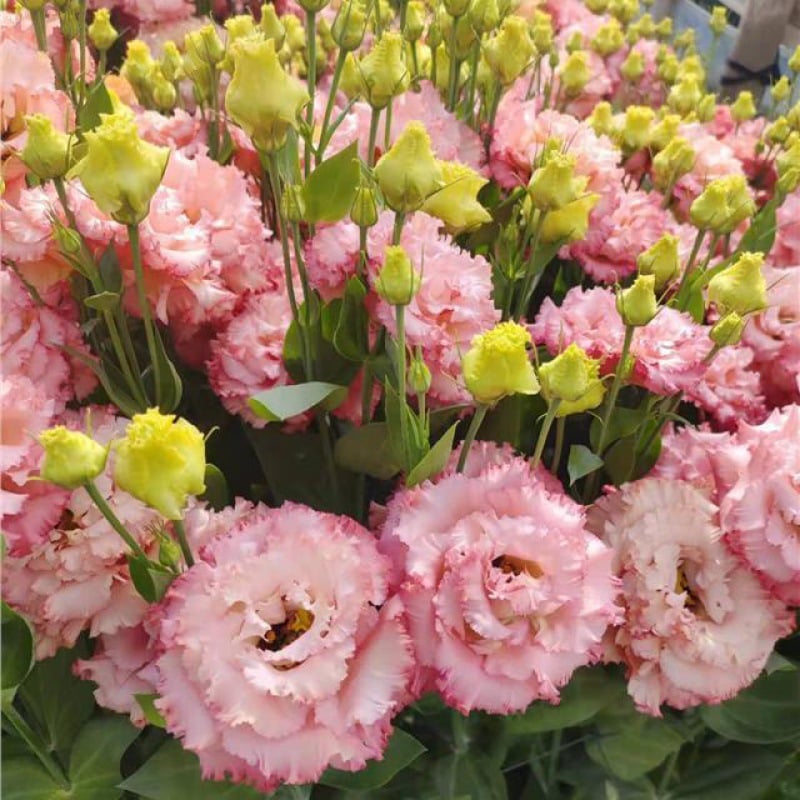 Hardy Perennial Lisianthus Seeds RHS Certified for British Garden Beds Beginner Friendly