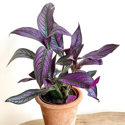 Persian Shield Hued Foliage Plant