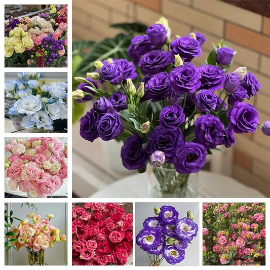 Hardy Perennial Lisianthus Seeds RHS Certified for British Garden Beds Beginner Friendly