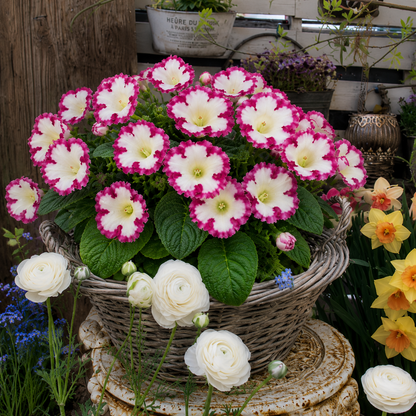 🌈 Fairytale Gloxinia Bulbs — Flowers That Look Hand-Painted 🎨