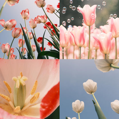 Royal Garden Tulips – Classic British Spring Blooms from Seed