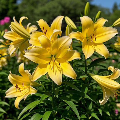 🌺Perfume Lily Bulbs—Fresh and Sweet