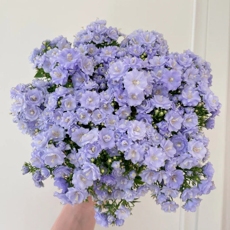 Double Campanula Seeds
