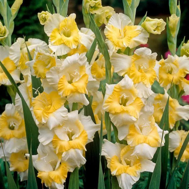Rainbow Gladiolus Corms🌺