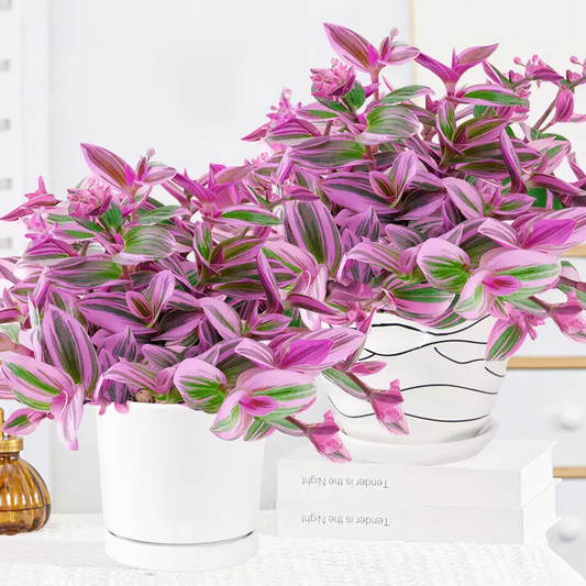 Oil Painting Spider Plant Seeds