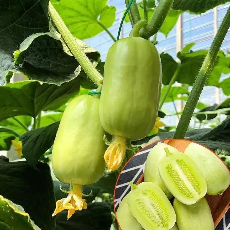 🥒Jade Maiden Cucumber - Sweet, Crispy and Refreshing