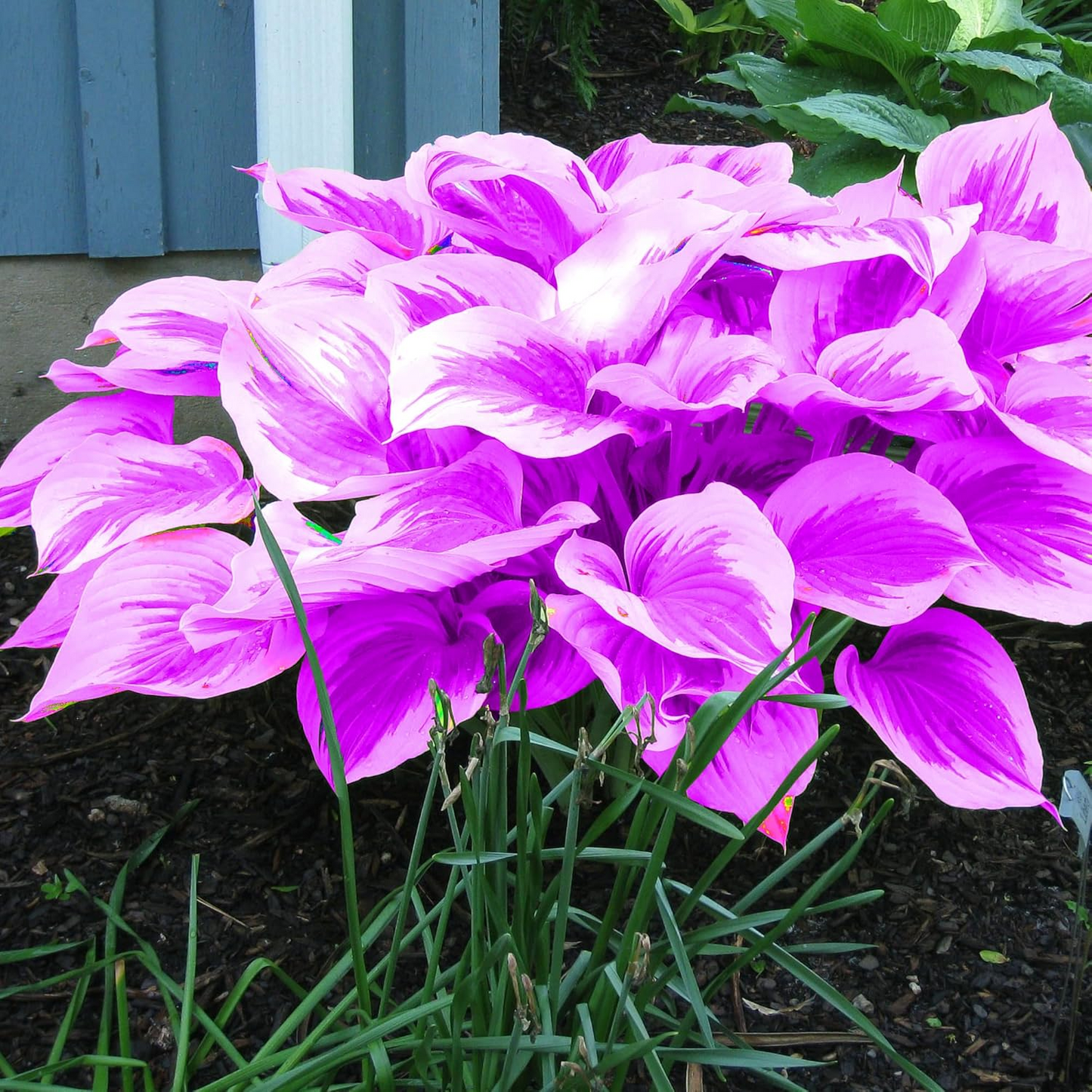 Hosta Seeds Perennial Grow Easily
