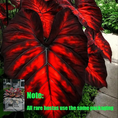 🌿Garden Favorite Hosta Bulbs – Lush Foliage, Shade-Loving Perennial Garden Plants🪴