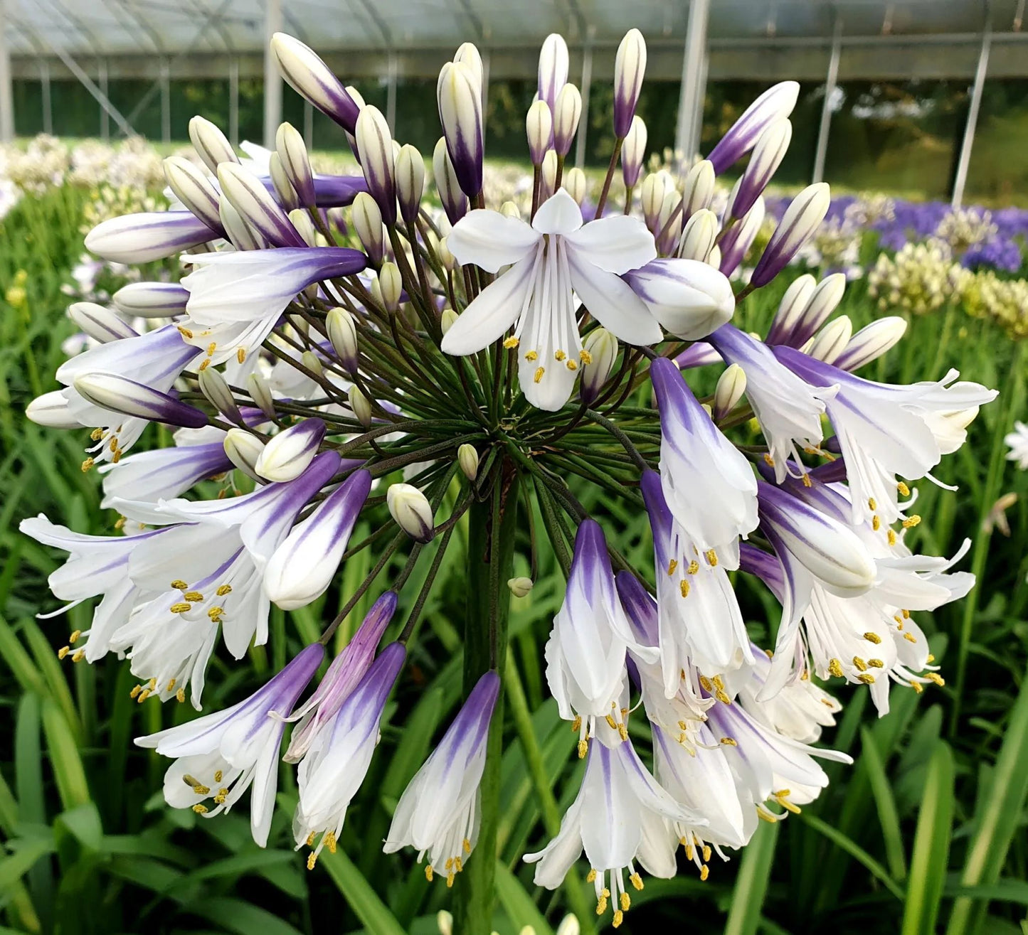 🎁New Year Sale🎁Agapanthus africanus 'Fireworks'