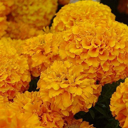 Hydrangea Seed: Unlock Nature's Beauty