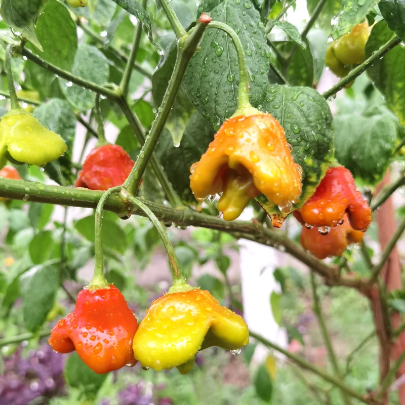 Chilli Pepper Bishops Crown Seeds (Capsicum baccatum)