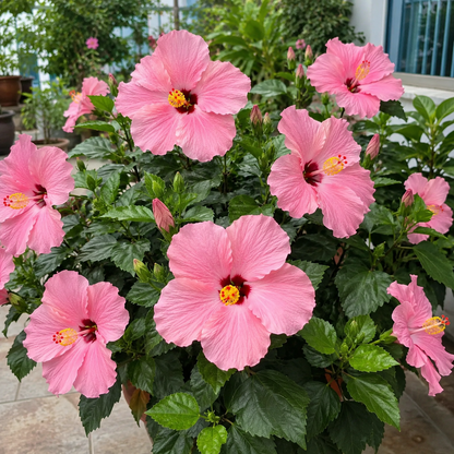 🌺 Premium Hibiscus Seeds-Grow Giant Tropical Blooms With Months of Brilliant Color and Effortless Beauty