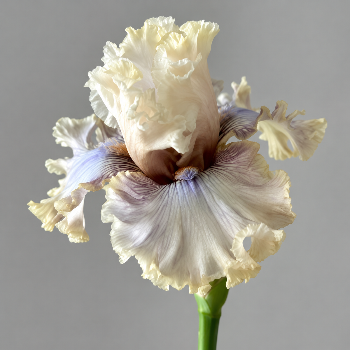 ⚜️German Bearded Iris Bulbs-Dramatic Ruffled Blooms•Lasting Perennial Beauty