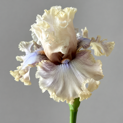 ⚜️German Bearded Iris Bulbs-Dramatic Ruffled Blooms•Lasting Perennial Beauty