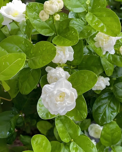 🏆 75K+ SOLD! 🌿❄️ Midnight Perfume Jasmine Seeds