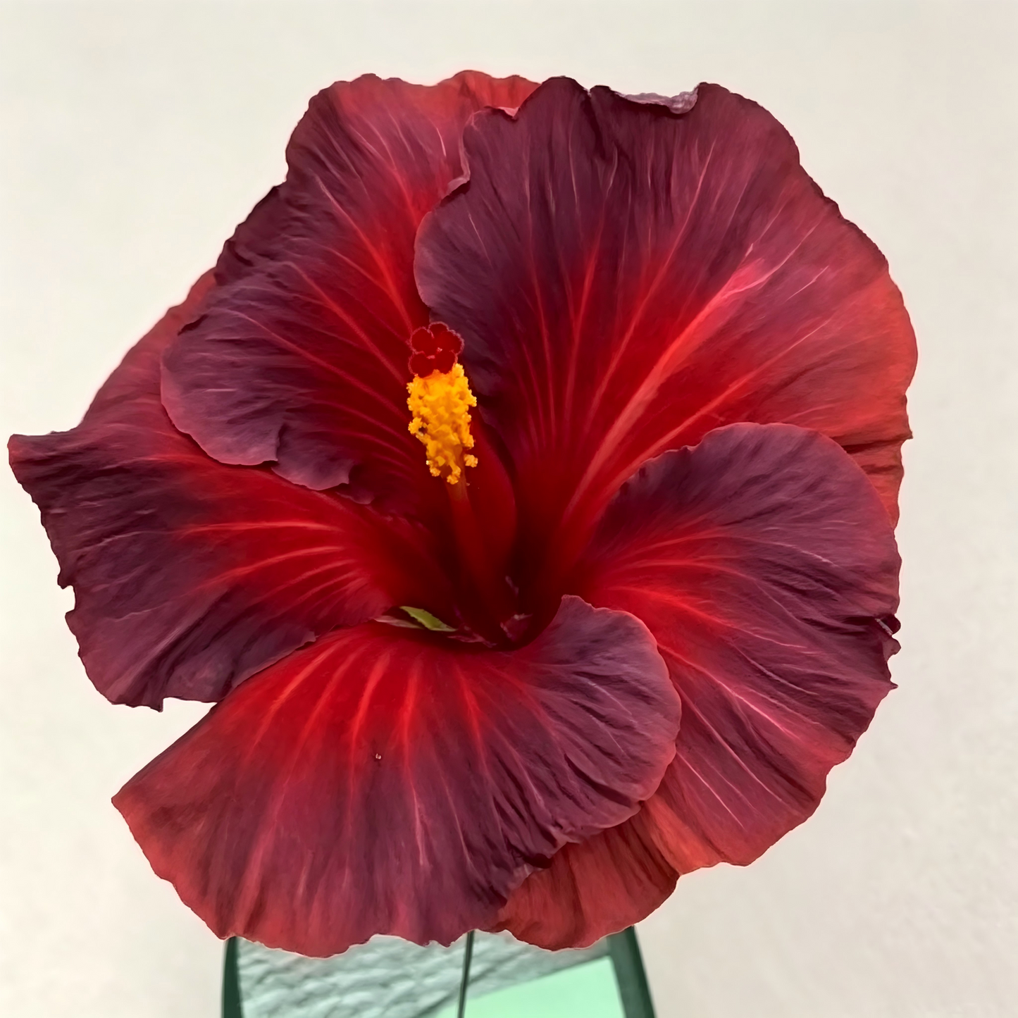 🌺 Premium Hibiscus Seeds-Grow Giant Tropical Blooms With Months of Brilliant Color and Effortless Beauty