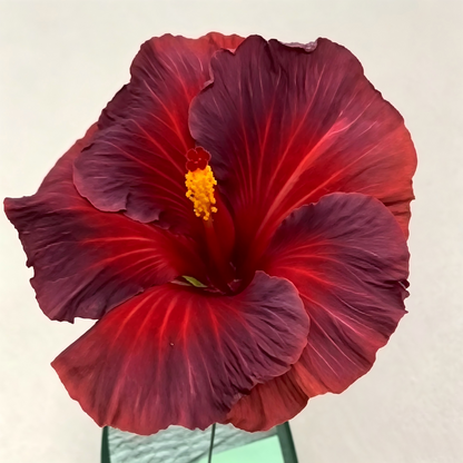 🌺 Premium Hibiscus Seeds-Grow Giant Tropical Blooms With Months of Brilliant Color and Effortless Beauty