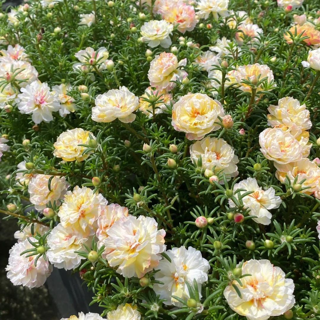 Your Happy Place Starts with Double-flowered moss rose🌈