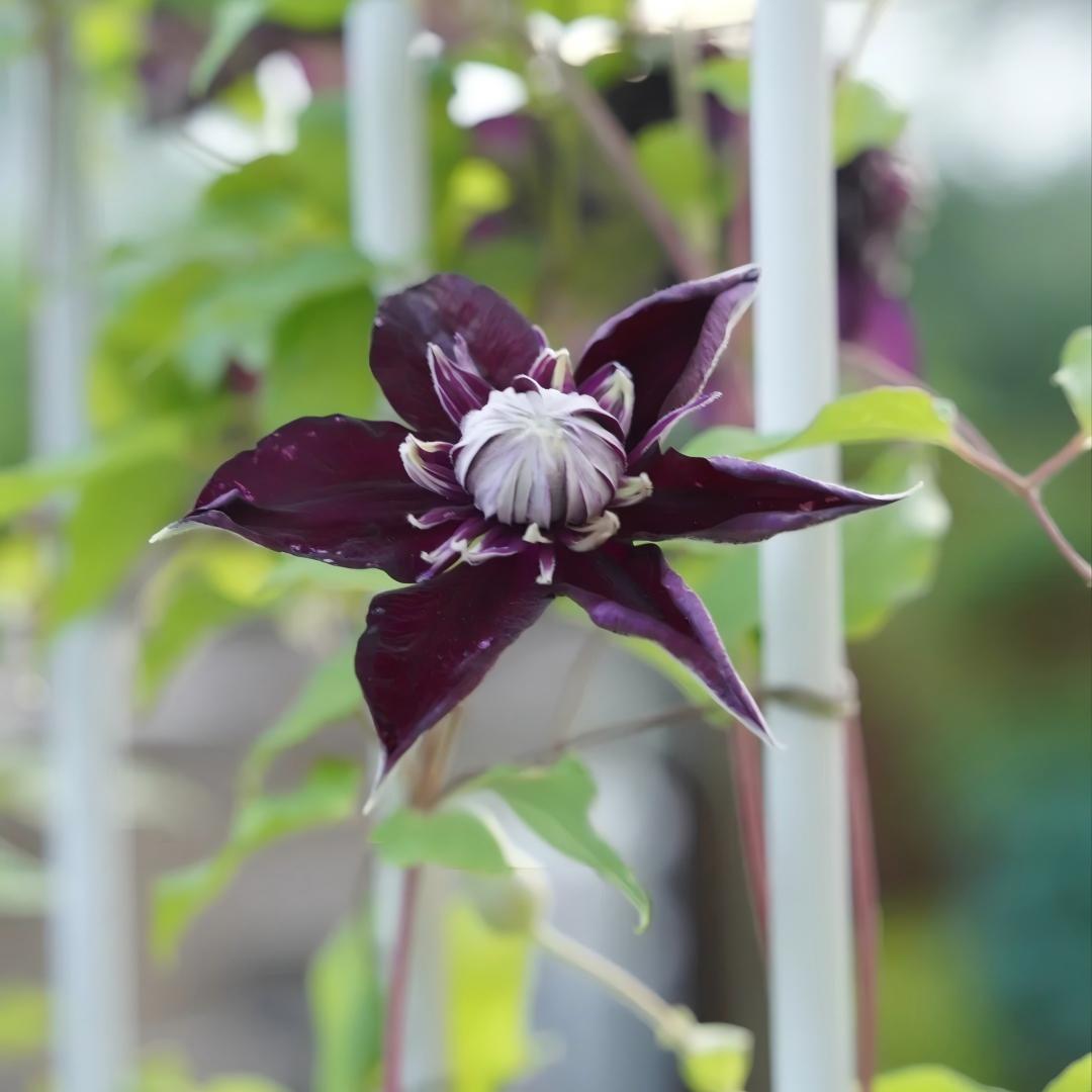 Rare 'Dark Magician’Clematis Seeds — Magic for Your Garden
