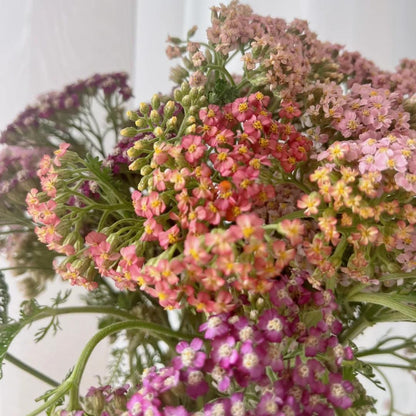 🌼 Yarrow Seeds – Peaceful Blooms to Heal Your Garden & Your Soul 🌿