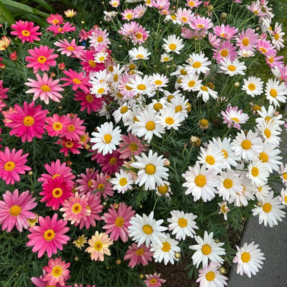 Marguerite Daisy Seeds-More Cuts, More Blooms