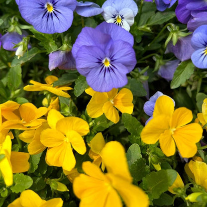 Bring a Splash of Color to Your Garden with Pansies Seeds 🌈