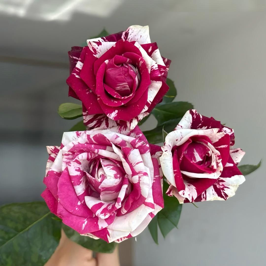 🌹 Rare Striped Rose Seeds