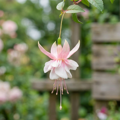 Fuchsia Flower Seeds – Stunning Hanging Lantern Flowers for Garden & Balcony