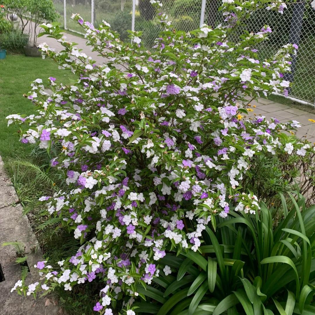 💜🤍Elegant Yesterday-Today-and-Tomorrow Seeds