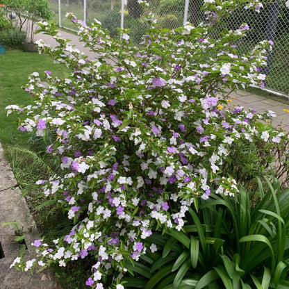 💜🤍Elegant Yesterday-Today-and-Tomorrow Seeds