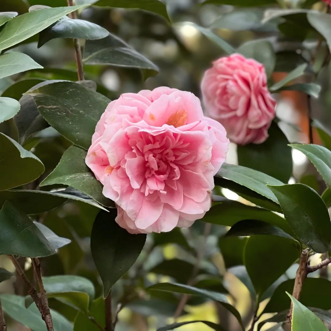 🌺 Premium Camellia Seeds-One Beautiful Plant. Four Extraordinary Rewards.