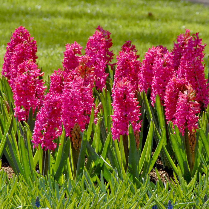 💜Hyacinth Bulbs – Fragrance You Can Grow