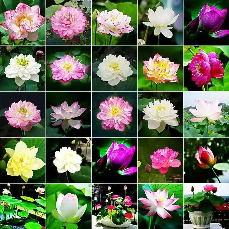🌸LAST DAY Promotion 35% OFF🌸 Hydroponic Lotus 🌸 | Fresh, Simple & Beautiful(🌱Survival Guaranteed: Free Replacements🌿)