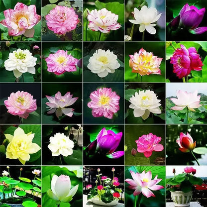 🌸LAST DAY Promotion 35% OFF🌸 Hydroponic Lotus 🌸 | Fresh, Simple & Beautiful(🌱Survival Guaranteed: Free Replacements🌿)