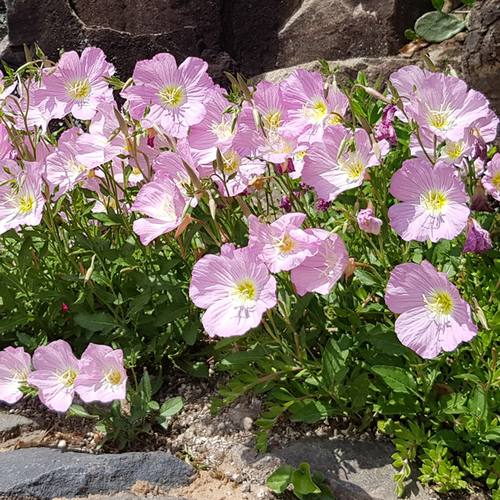Evening Primrose Seeds-Easy to Grow. Fragrant After Dark.🌙🍋