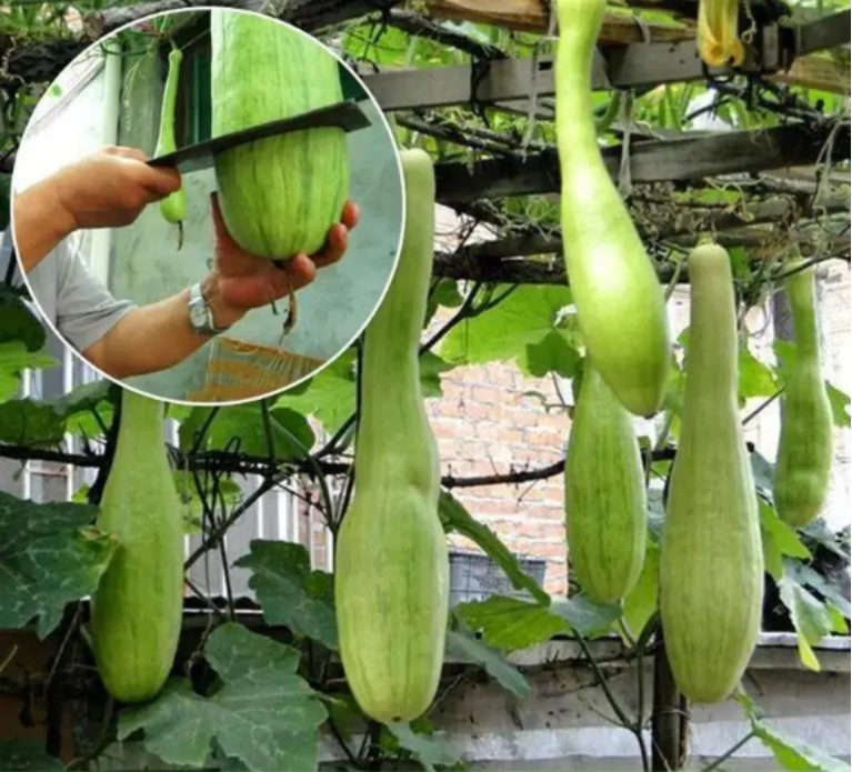 Chopping Melon Cut and Grow Melon Seeds