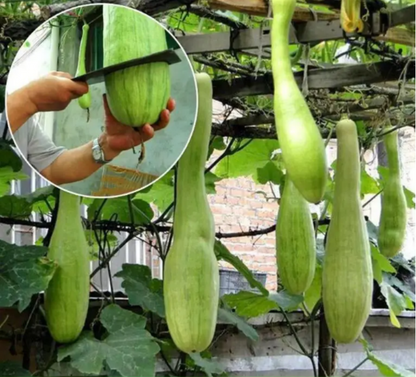 Chopping Melon Cut and Grow Melon Seeds