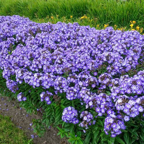 Roundabout Phlox Seeds