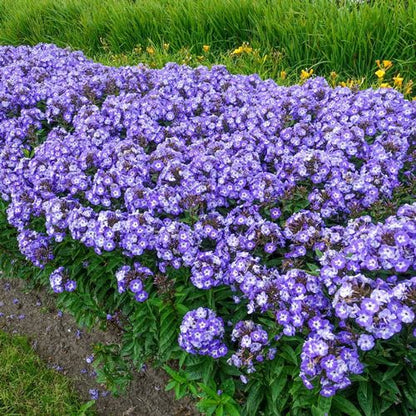 Roundabout Phlox Seeds