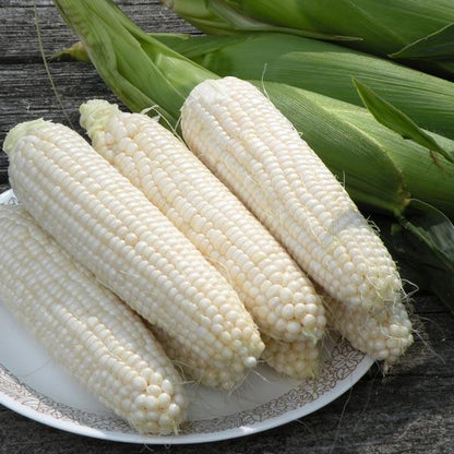 Sweet Corn Freedom MXR F1