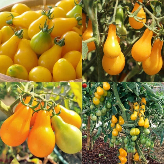 🔥50% off🔥-Yellow Pear Tomato Seeds