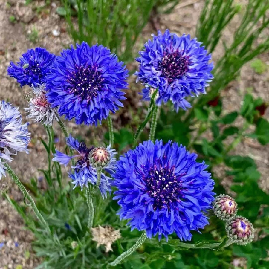 Cornflower Mixed Seeds
